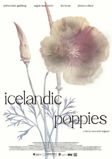 Icelandic Poppies