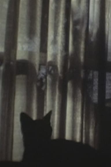 CAT & CURTAIN