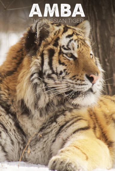 Amba: The Russian Tiger