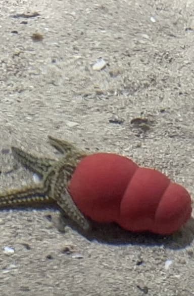 Atlantaquaria