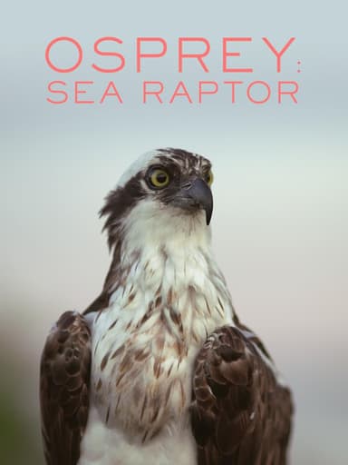 Osprey: Sea Raptor