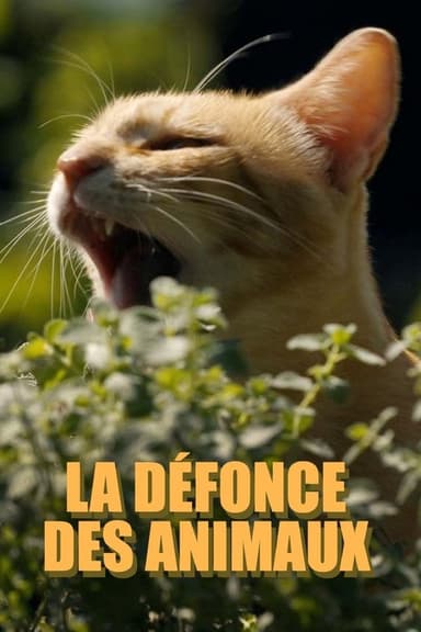 La défonce des animaux