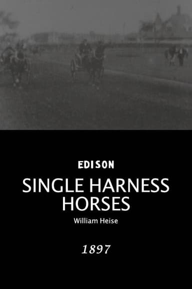 Single Harness Horses