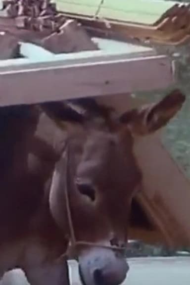 Of People and Donkeys