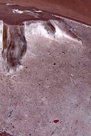 Tree Stump