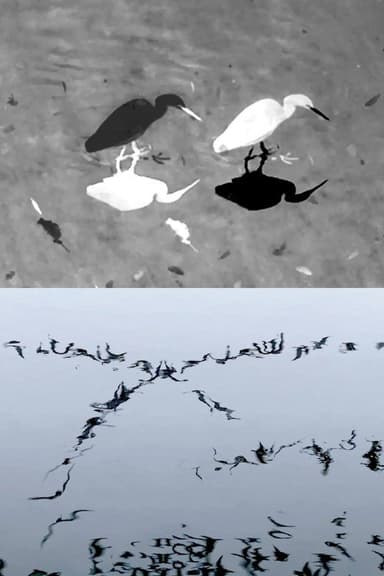 Animal Studies (Egret / Seagull Reflection / Midges / Spider / Swans in a Line)