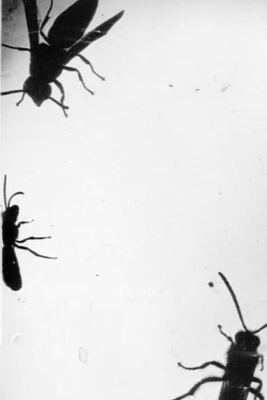 Insectes