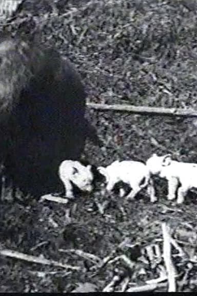 Mamma's Pets