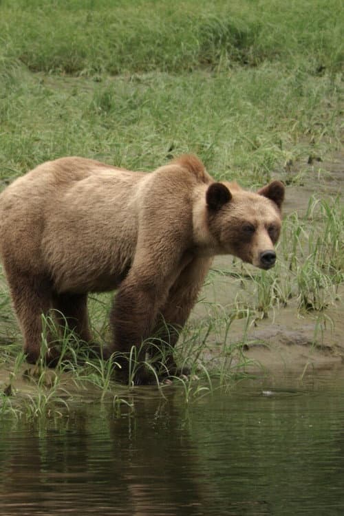 Bear Nation