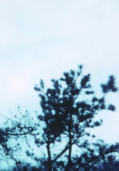 Vineyard I