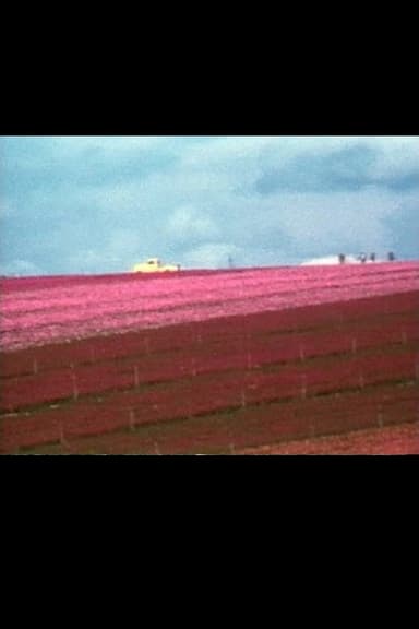 Flower Fields