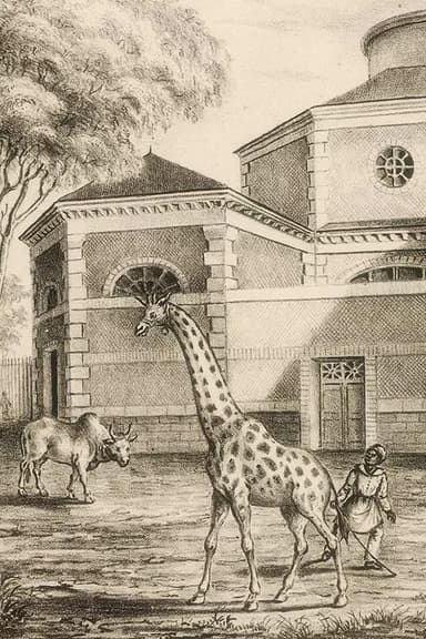 Night Falls on the Menagerie