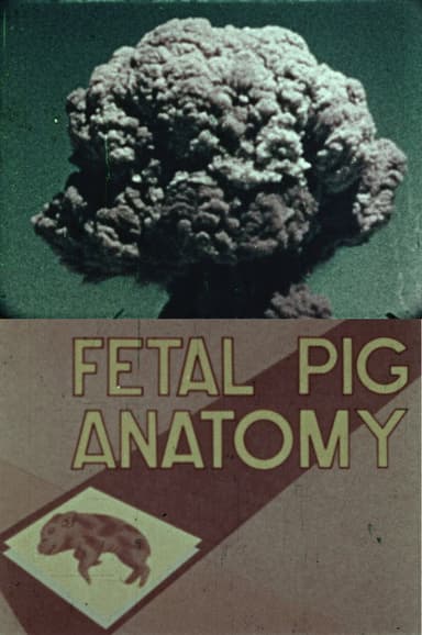 Fetal Pig Anatomy