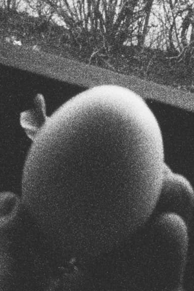 13 Eggs