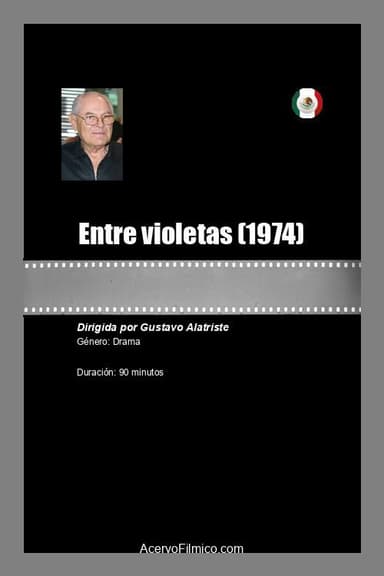 Entre violetas