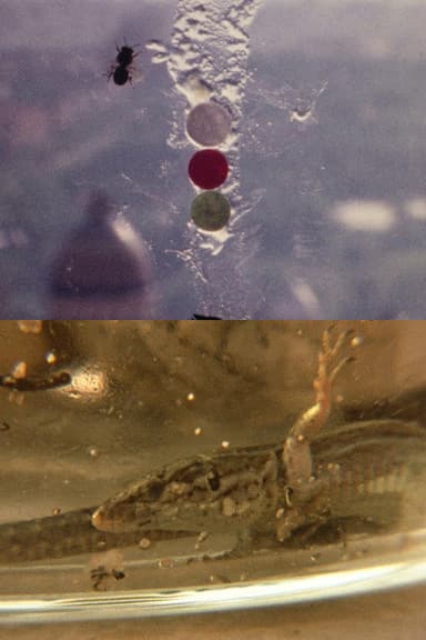 Fuegos Artificiales Foco Proyector apto. Con Burbana avispa bombilla filamento Poti
