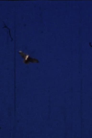 Flying Fish