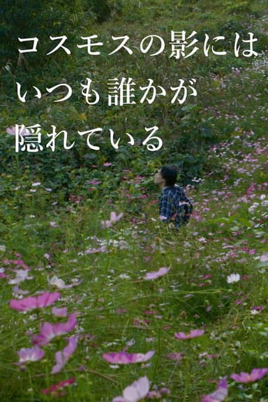 In the Shadow of the Cosmos Flowers
