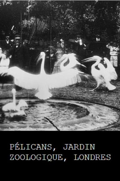 Pelicans