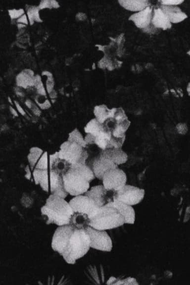 Für P. (Weiße Blumen)