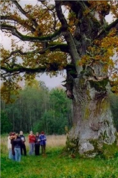 In the Shade of the Oak Tree
