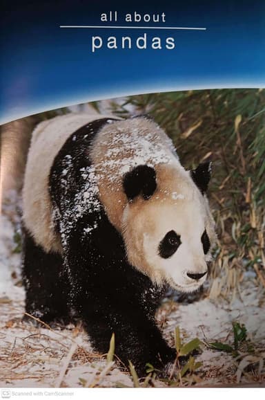 all about pandas