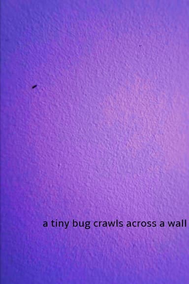 a tiny bug crawls across a wall