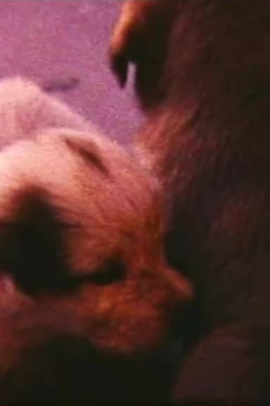 Pup Birth