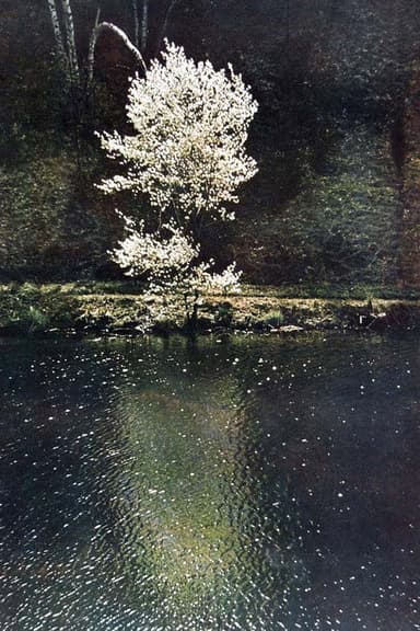 The Little Tree