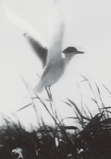 Inhabitants